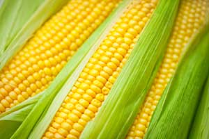 Corn - Real seed capital for investors