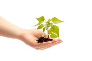 Seed Enterprise Investment Scheme Update