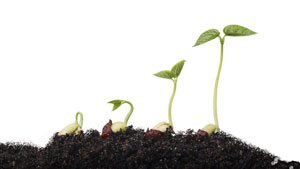 Seed Enterprise Investment Scheme Summary