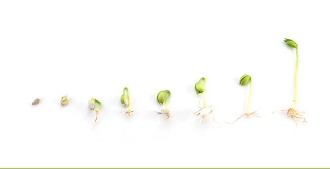 Seed Enterprise Investment Scheme - Growth 