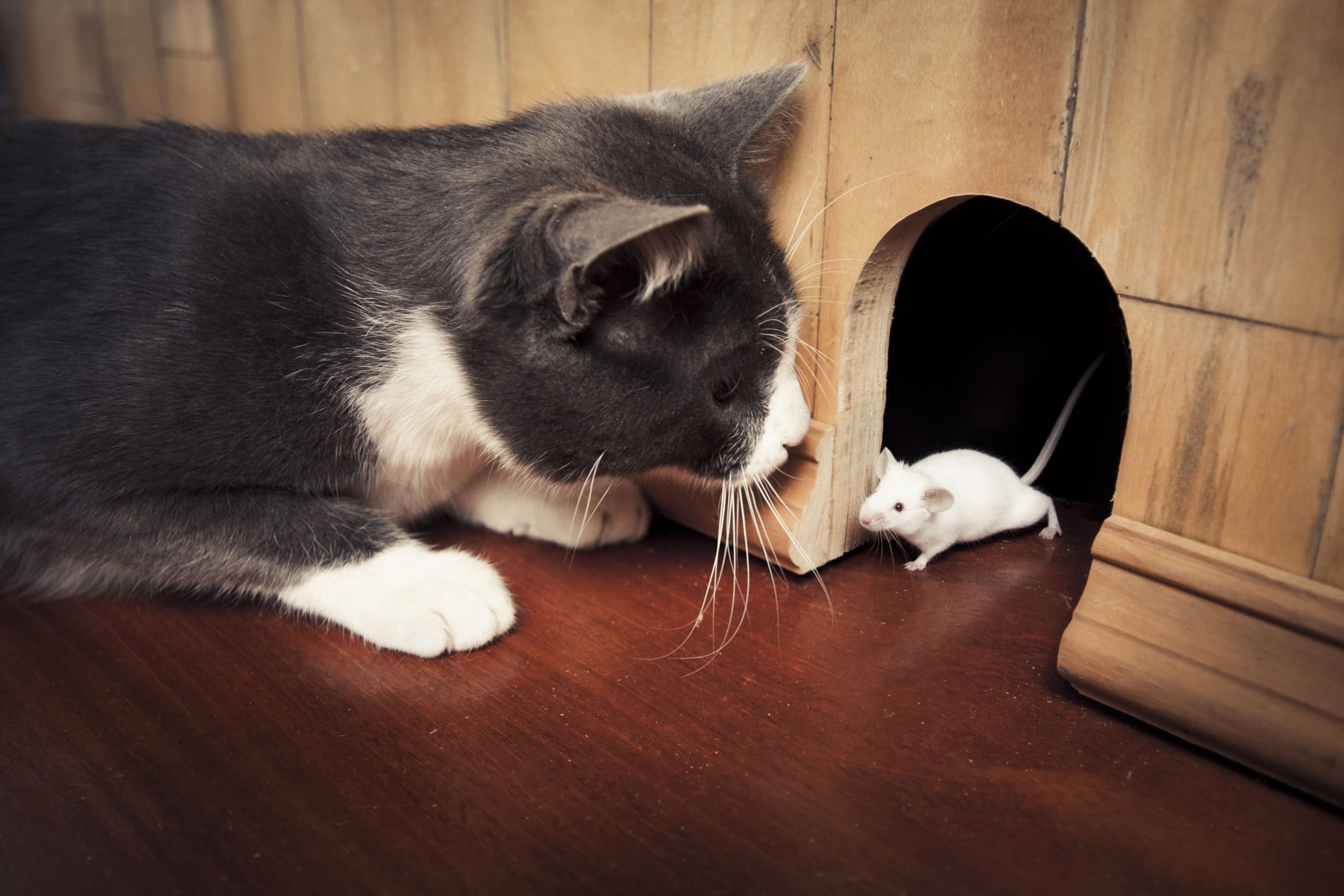 Brexit Cat-And-Mouse Game In Bid To Gain Upper Hand.